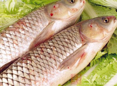 一條或兩條草魚