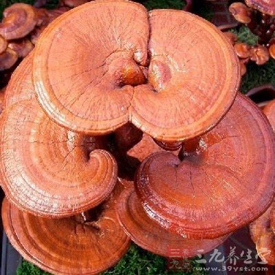 烏雞半只，靈芝25克