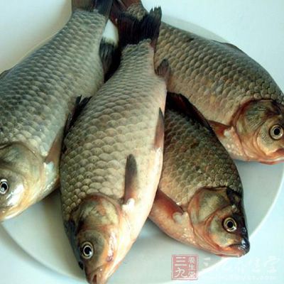 鲫魚所含的蛋白質質優