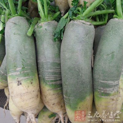 蘿卜是原產於歐亞大陸的野蘿卜的後代