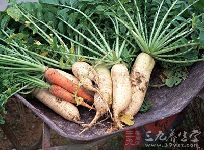 蘿卜是一種很常見的蔬菜 蘿卜是一種很常見的蔬菜