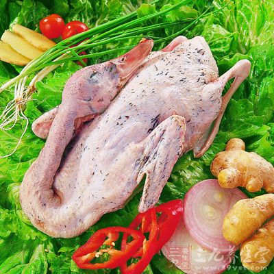 民間亦有“大暑老鴨勝補藥”的說法 民間亦有“大暑老鴨勝補藥”的說法