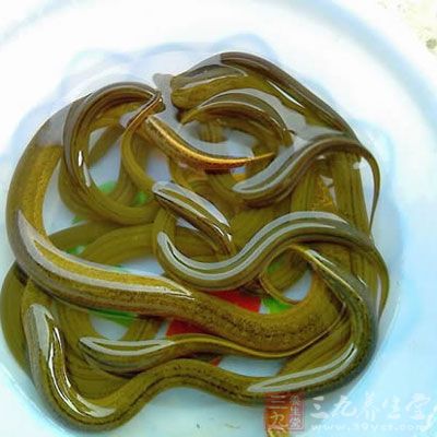鳝魚的頭燒成灰後研成末服用，止痢疾，治療消渴症，除內髒冷氣，及消化不良、食物積滯