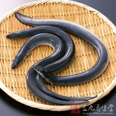 鳝魚的肉補益血，治療口中唾液過多