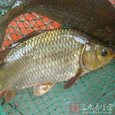 鲫魚性甘平，入脾、胃、大腸，具有健脾利潤止咳的功效