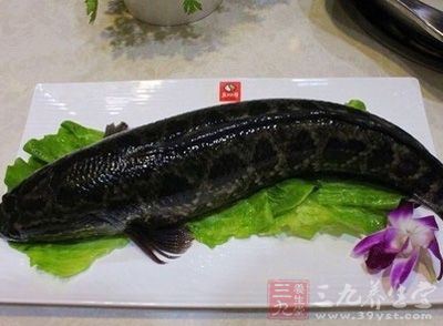 黑魚有補脾胃，利水氣的功效