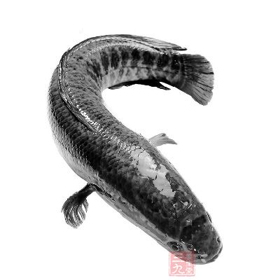 黑魚一般人群均可食用