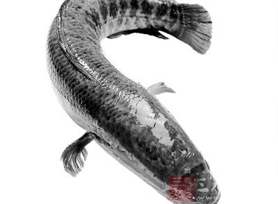 黑魚是我們日常餐桌上非常常見的一種食用魚