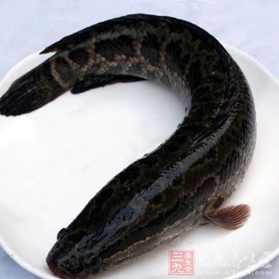 新鮮的黑魚1條