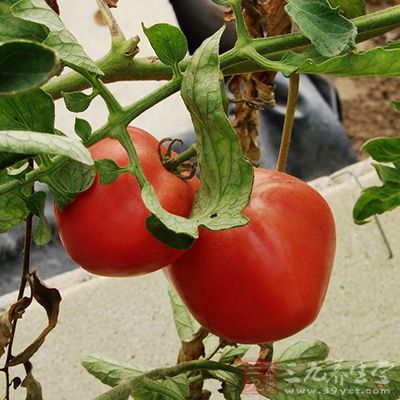 番茄可以促利尿 番茄可以促利尿