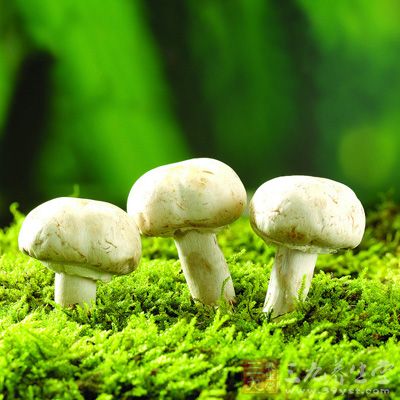 每100克鮮蘑菇中的維生素C含量高達206.28毫克