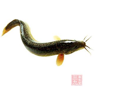 泥鳅多在晚上出來捕食浮游生物