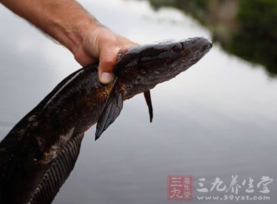 准備一條黑魚