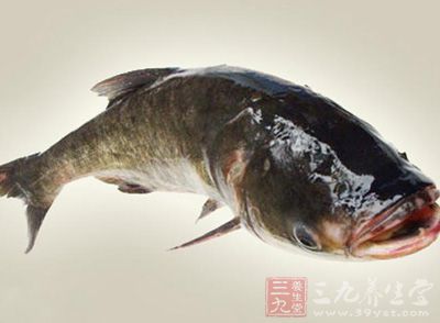 主料:鳙魚或草魚(大魚)頭1個 主料:鳙魚或草魚(大魚)頭1個