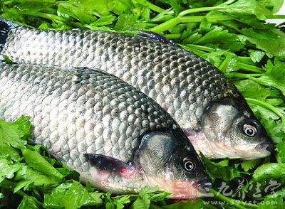 先將貯備好的鲫魚去鱗,清理干淨 先將貯備好的鲫魚去鱗,清理干淨