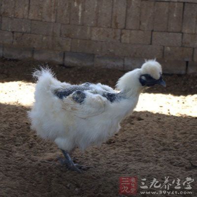 烏雞含有人體不可缺少的賴氨酸、蛋氨酸和組氨酸，有相當高的滋補藥用價值