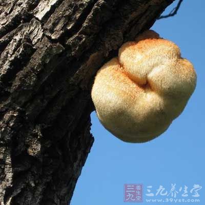 將猴頭菇在鹼中浸泡之後 將猴頭菇在鹼中浸泡之後