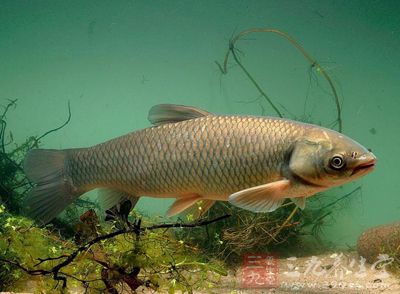 主料:草魚1條約1000克,干辣椒 主料:草魚1條約1000克,干辣椒