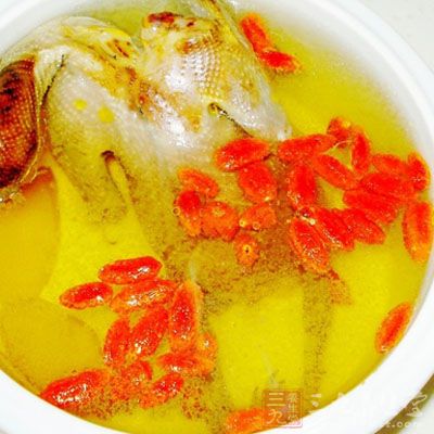 枸杞鴿子煲靓湯