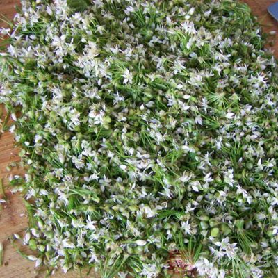 用料為腌韭菜花 用料為腌韭菜花