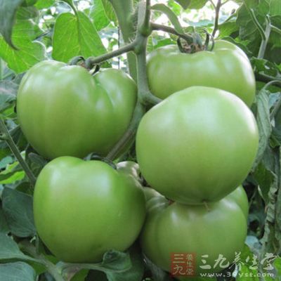 西紅柿(番茄)不宜吃未成熟的青色番茄