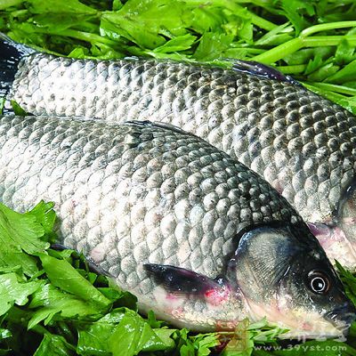 鲫魚所含的蛋白質質優、齊全、易於消化吸收