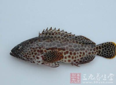 石斑魚買好請商家處理干淨