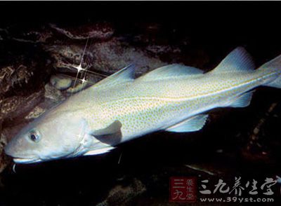 鳕魚，肉質白細鮮嫩，清口不膩