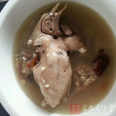 乳鴿蛋白質含量豐富，氨基酸組成合理，易於人體消化吸收