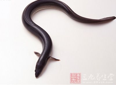 泥鳅，屬鳅科，泥鳅被稱為“水中之參”