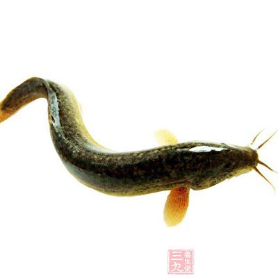 泥鳅風味獨特，肉質細嫩松軟