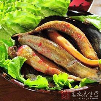 泥鳅肉質細嫩、營養極高