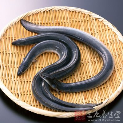 鳝魚富含DHA和卵磷脂它是構成人體各器官組織細胞膜的主要成分