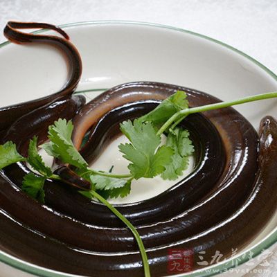 鳝魚性溫、味甘，有補氣養血、滋補肝腎等功效