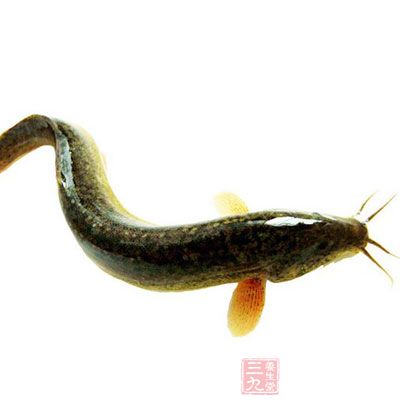 泥鳅中含有的一種不飽和脂肪酸，能夠抵抗血管衰老，對老人很有益