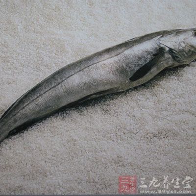鳕魚是全世界年捕撈量最大的魚類之一 鳕魚是全世界年捕撈量最大的魚類之一