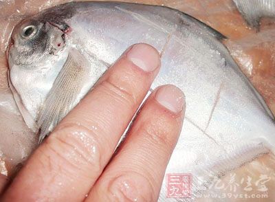 先把鲳魚處理干淨，然後在魚身上切上幾個花刀