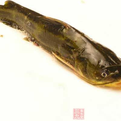 鲇魚藥食俱佳