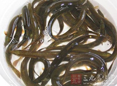 准備活泥鳅500克