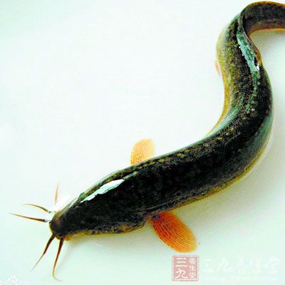 泥鳅鑽豆腐的營養價值