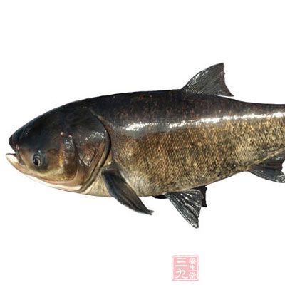 花鲢魚的營養價值 花鲢魚的營養價值