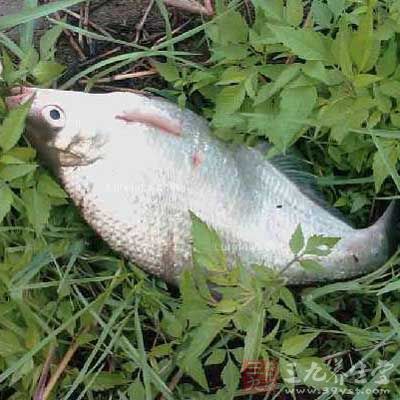 鳊魚的營養價值