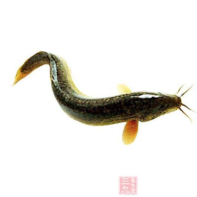 泥鳅富含優質蛋白、鈣、磷、鐵、維生素和煙酸等