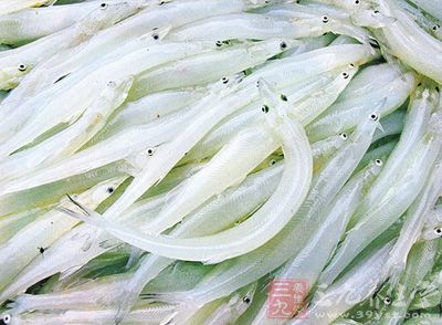 銀魚又稱為冰魚、玻璃魚、脍殘魚