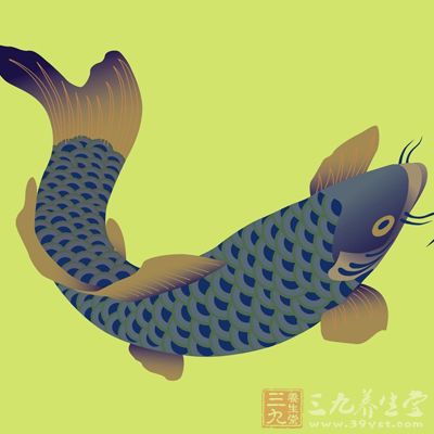 鍋燒熱後加油,放進鯉魚,兩面稍煎,加入水600毫升、米酒、鹽、枸杞和姜片 鍋燒熱後加油,放進鯉魚,兩面稍煎,加入水600毫升、米酒、鹽、枸杞和姜片