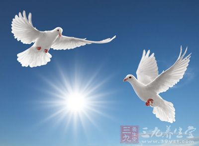 鴿子的功效與作用
