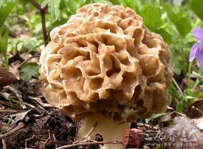 羊肚菌是一種很名貴的食用菌，屬於很高級的滋補品