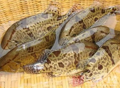 桂魚具有補氣血、益脾胃的滋補功效