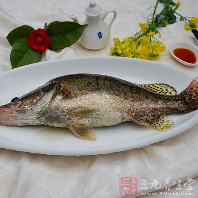 材料：新鮮的桂魚1條
