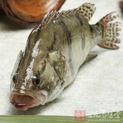桂魚含有蛋白質、脂肪、少量維生素、鈣、鉀、鎂、硒等營養元素